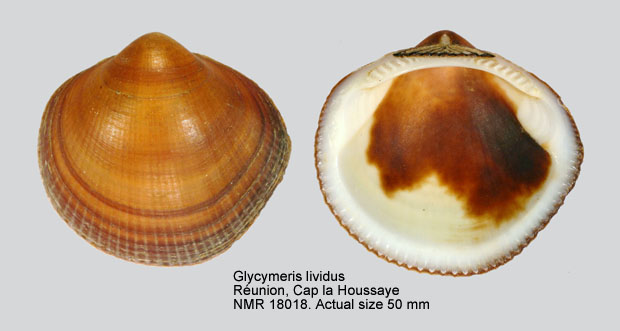 Glycymeris livida.jpg - Glycymeris livida(Reeve,1843)